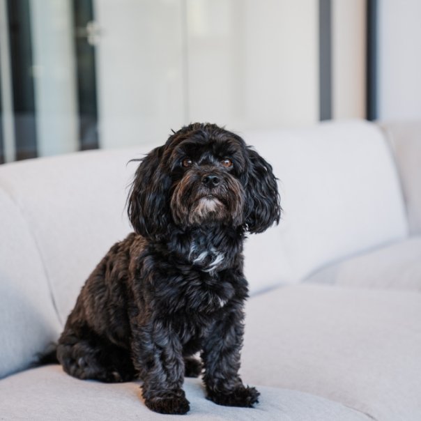 Carlos, one of the think-cell office dogs, sitting on a couch.